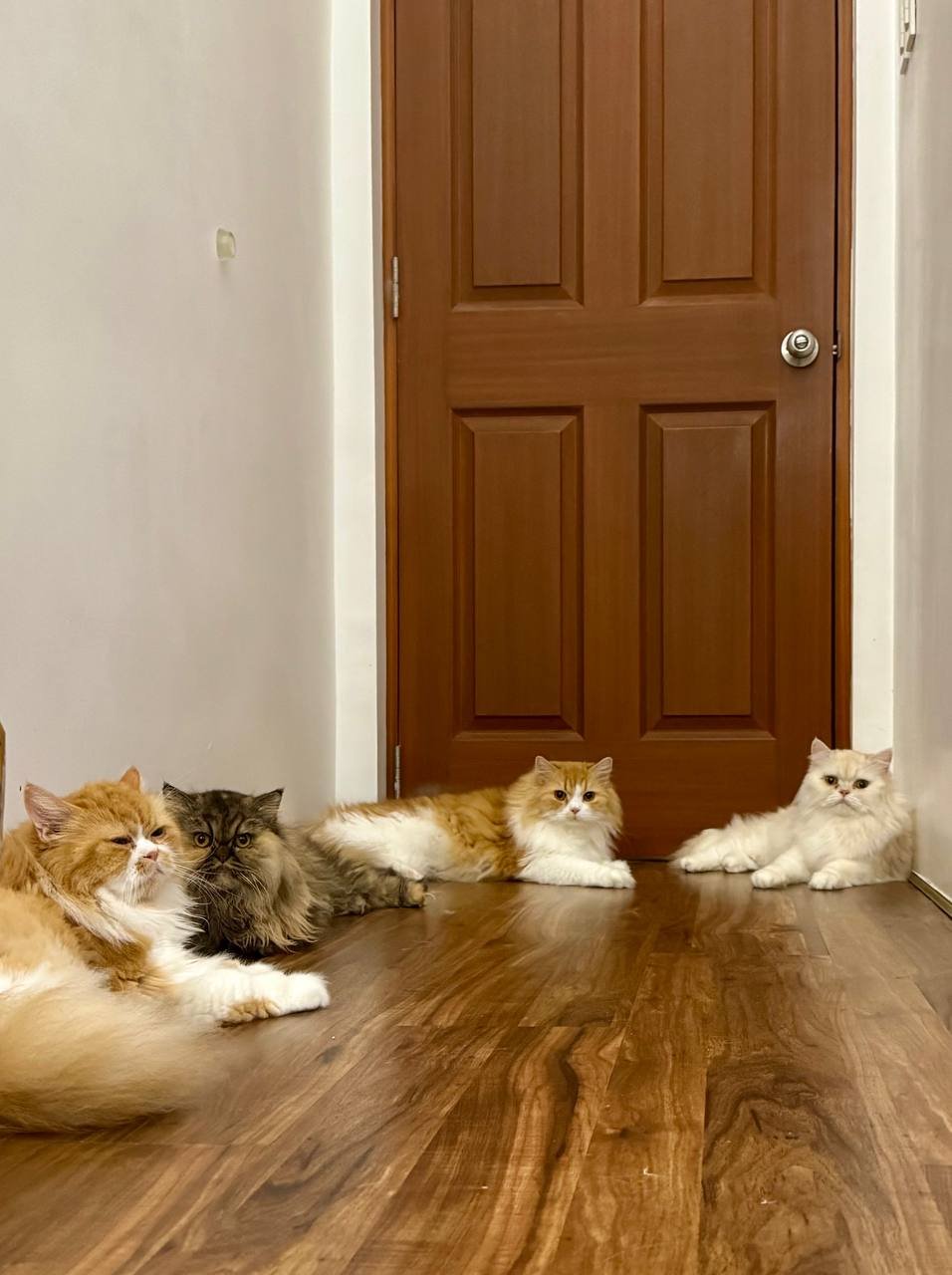 Four cats lounging in the hallway